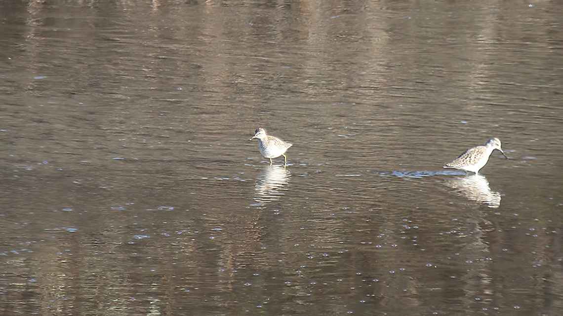 Marsh Sandpiper